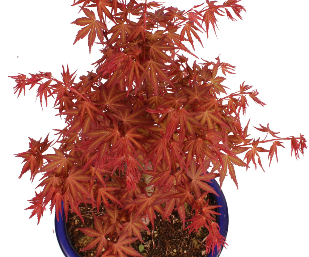 Bonsai - Acer palmatum 'Seigen' Japanischer Fächerahorn aus Japan 229/63