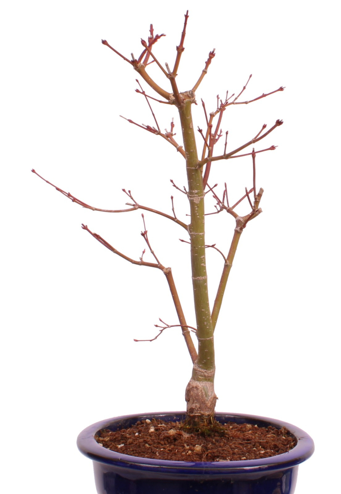 Bonsai - Acer palmatum 'Seigen' Japanischer Fächerahorn aus Japan 229/64