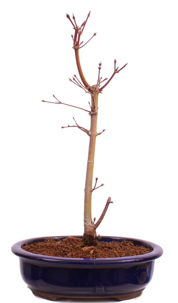 Bonsai - Acer palmatum 'Seigen' Japanischer Fächerahorn aus Japan 229/65