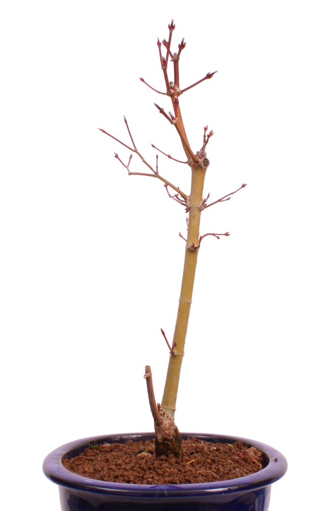 Bonsai - Acer palmatum 'Seigen' Japanischer Fächerahorn aus Japan 229/65