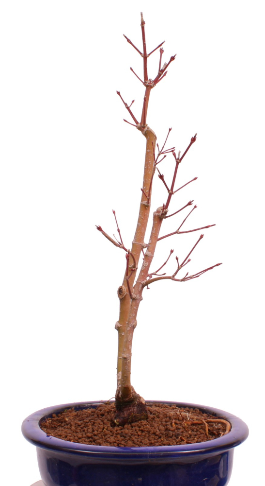 Bonsai - Acer palmatum 'Seigen' Japanischer Fächerahorn aus Japan 229/66