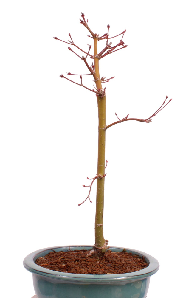 Bonsai - Acer palmatum 'Seigen' Japanischer Fächerahorn aus Japan 229/67