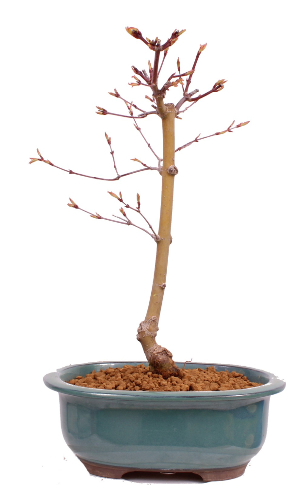 Bonsai - Acer palmatum 'Seigen' Japanischer Fächerahorn aus Japan 229/68