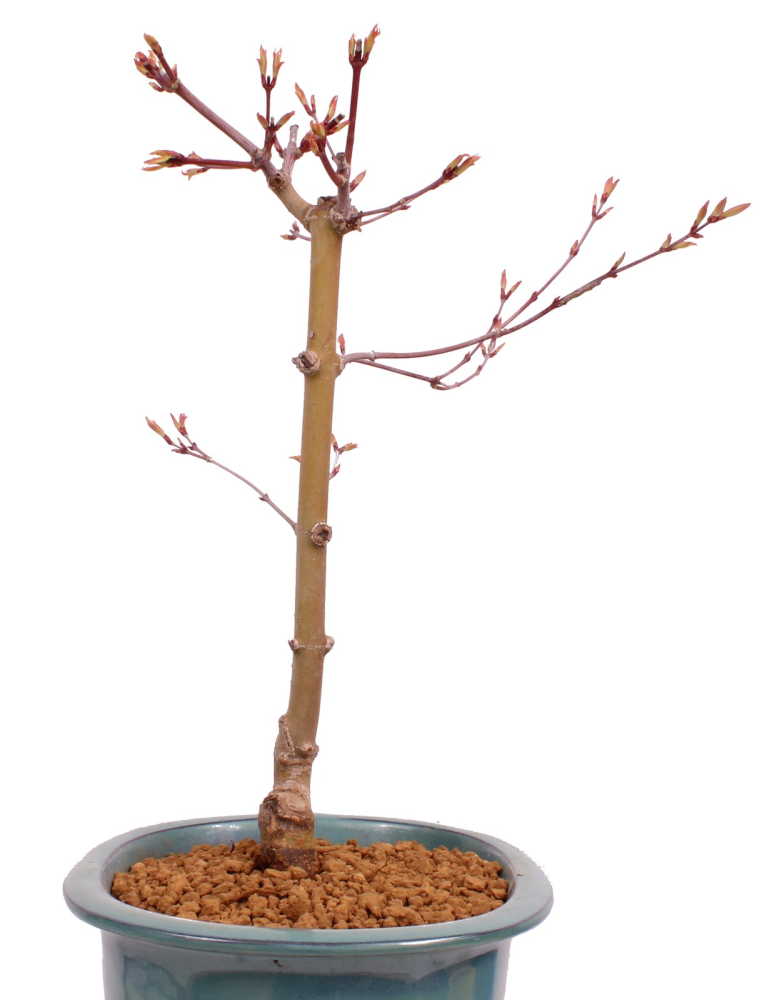 Bonsai - Acer palmatum 'Seigen' Japanischer Fächerahorn aus Japan 229/68