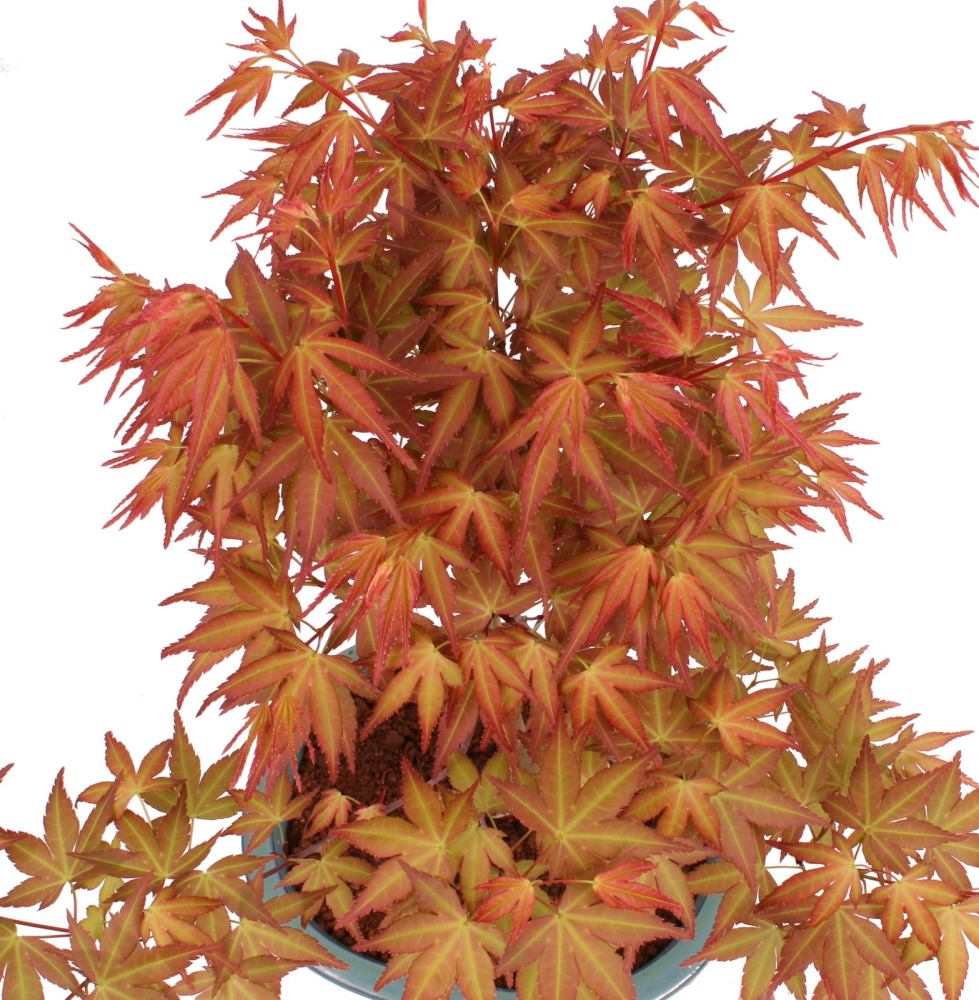 Bonsai - Acer palmatum 'Seigen' Japanischer Fächerahorn aus Japan 229/68