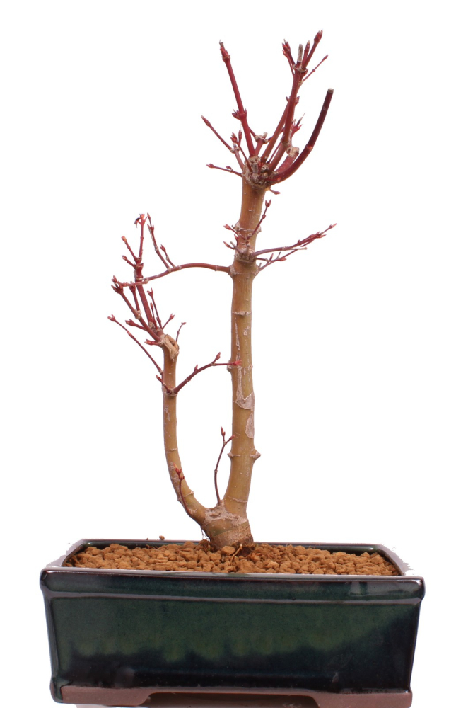 Bonsai - Acer palmatum 'Seigen' Japanischer Fächerahorn aus Japan 229/69
