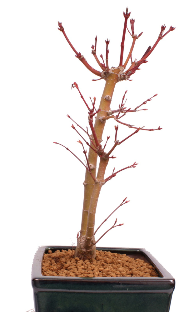 Bonsai - Acer palmatum 'Seigen' Japanischer Fächerahorn aus Japan 229/69