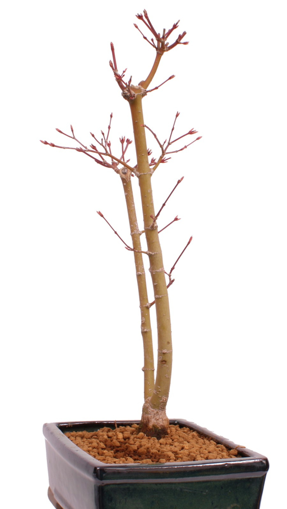 Bonsai - Acer palmatum 'Seigen' Japanischer Fächerahorn aus Japan 229/70