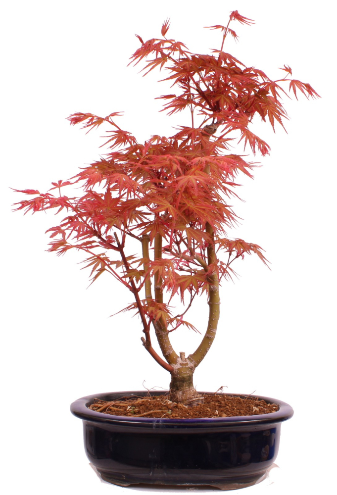 Bonsai - Acer palmatum 'Seigen' Japanischer Fächerahorn aus Japan 229/71