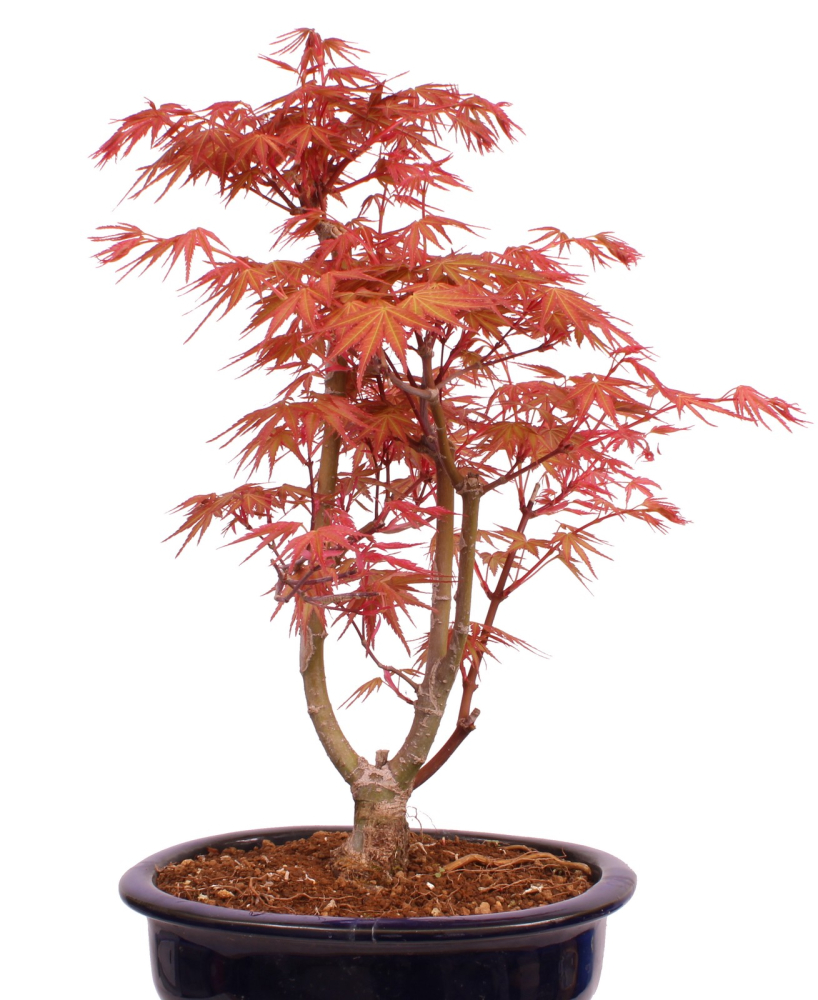Bonsai - Acer palmatum 'Seigen' Japanischer Fächerahorn aus Japan 229/71