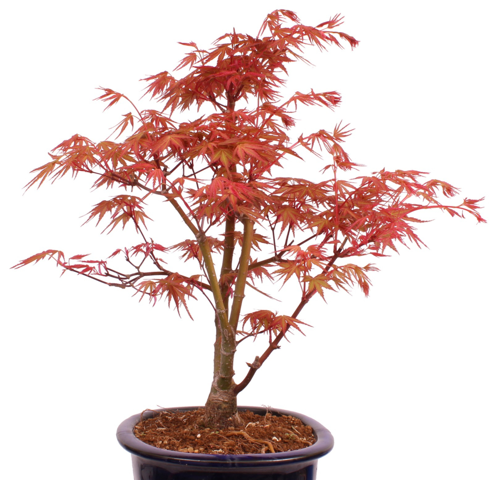 Bonsai - Acer palmatum 'Seigen' Japanischer Fächerahorn aus Japan 229/71