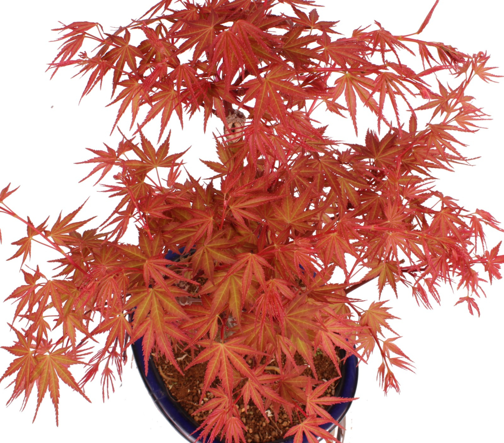 Bonsai - Acer palmatum 'Seigen' Japanischer Fächerahorn aus Japan 229/71