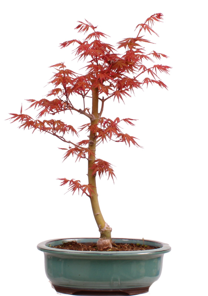 Bonsai - Acer palmatum 'Seigen' Japanischer Fächerahorn aus Japan 229/73