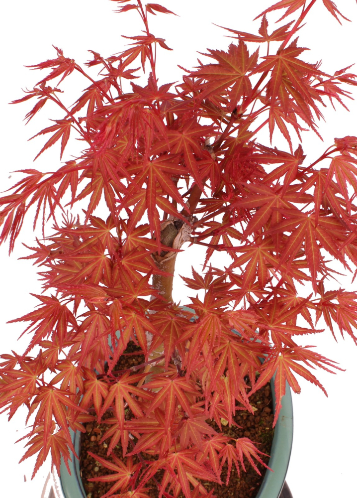 Bonsai - Acer palmatum 'Seigen' Japanischer Fächerahorn aus Japan 229/73