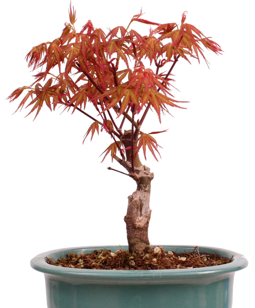 Bonsai - Acer palmatum 'Seigen' Japanischer Fächerahorn aus Japan 229/74
