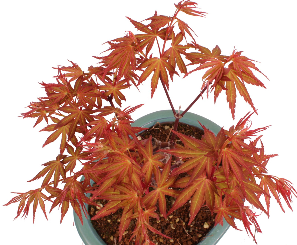 Bonsai - Acer palmatum 'Seigen' Japanischer Fächerahorn aus Japan 229/74