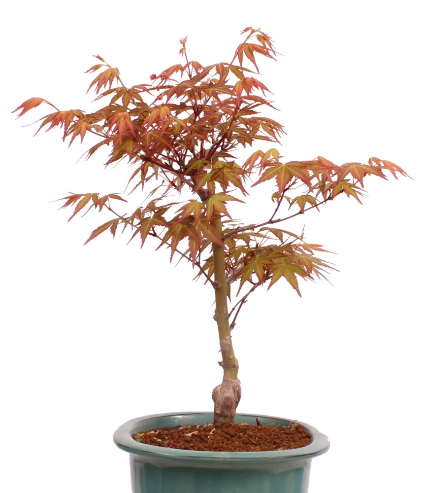 Bonsai - Acer palmatum 'Seigen' Japanischer Fächerahorn aus Japan 229/75