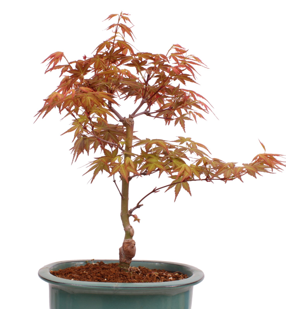 Bonsai - Acer palmatum 'Seigen' Japanischer Fächerahorn aus Japan 229/75