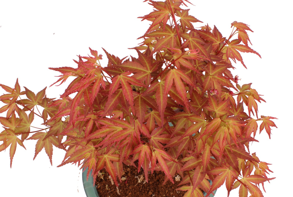 Bonsai - Acer palmatum 'Seigen' Japanischer Fächerahorn aus Japan 229/75