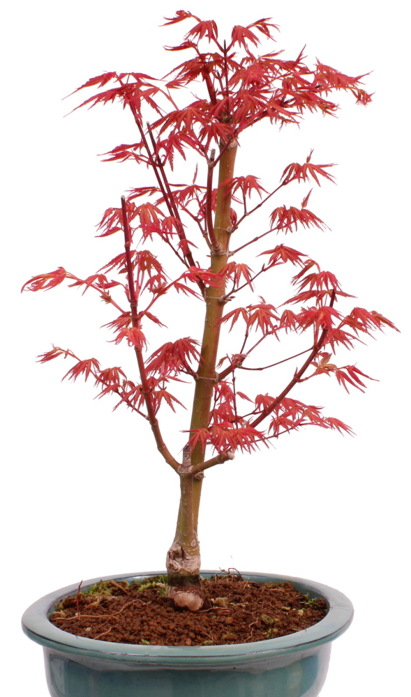 Bonsai - Acer palmatum 'Seigen' Japanischer Fächerahorn aus Japan 229/76