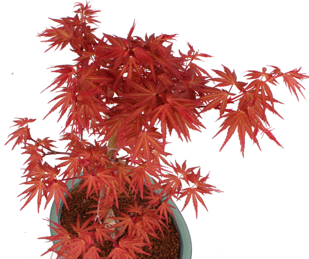 Bonsai - Acer palmatum 'Seigen' Japanischer Fächerahorn aus Japan 229/77