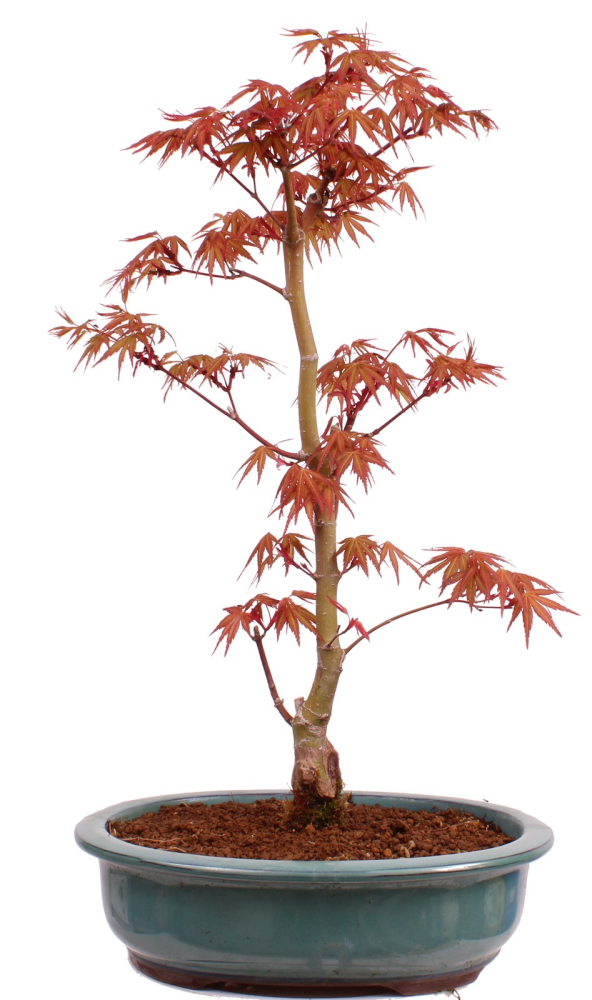 Bonsai - Acer palmatum 'Seigen' Japanischer Fächerahorn aus Japan 229/78