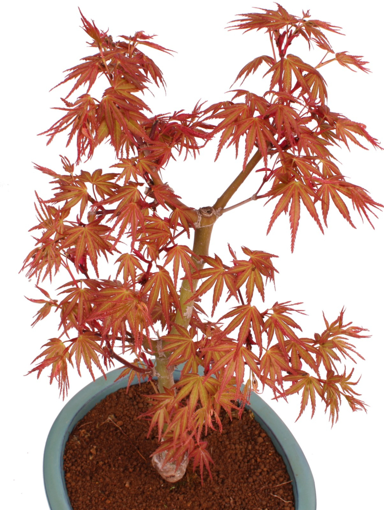 Bonsai - Acer palmatum 'Seigen' Japanischer Fächerahorn aus Japan 229/78