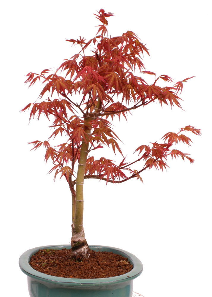 Bonsai - Acer palmatum 'Seigen' Japanischer Fächerahorn aus Japan 229/79