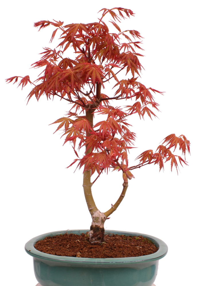 Bonsai - Acer palmatum 'Seigen' Japanischer Fächerahorn aus Japan 229/79