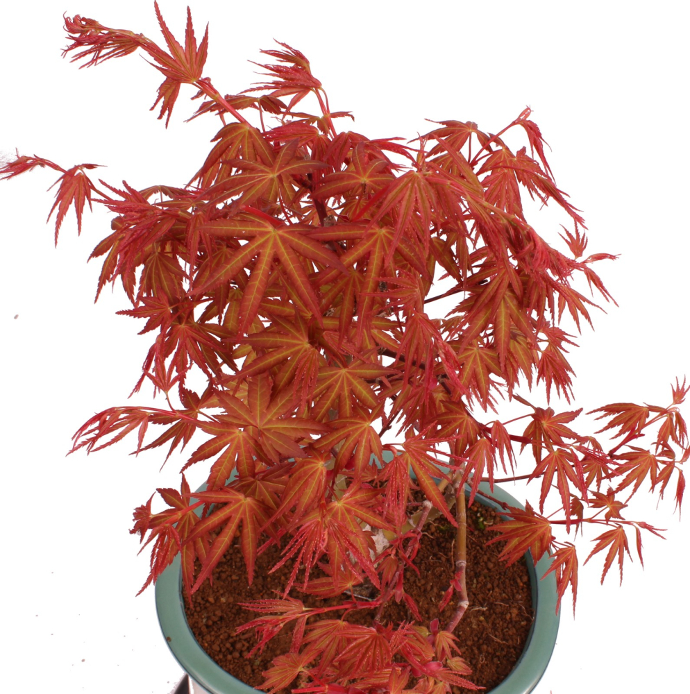 Bonsai - Acer palmatum 'Seigen' Japanischer Fächerahorn aus Japan 229/79