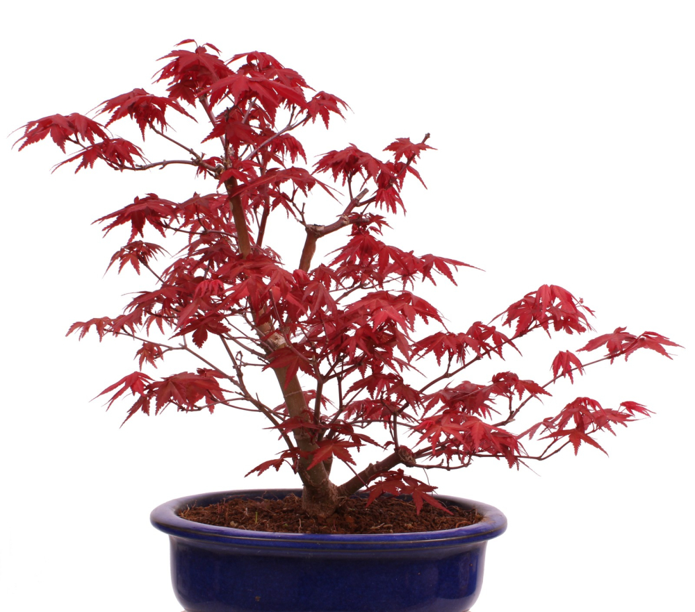 Bonsai - Acer palmatum Deshojo - roter Fächerahorn 229/81