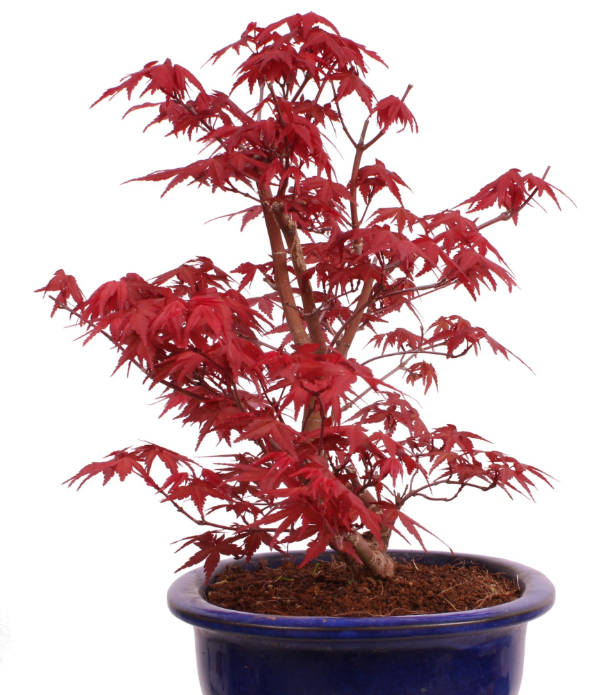Bonsai - Acer palmatum Deshojo - roter Fächerahorn 229/81