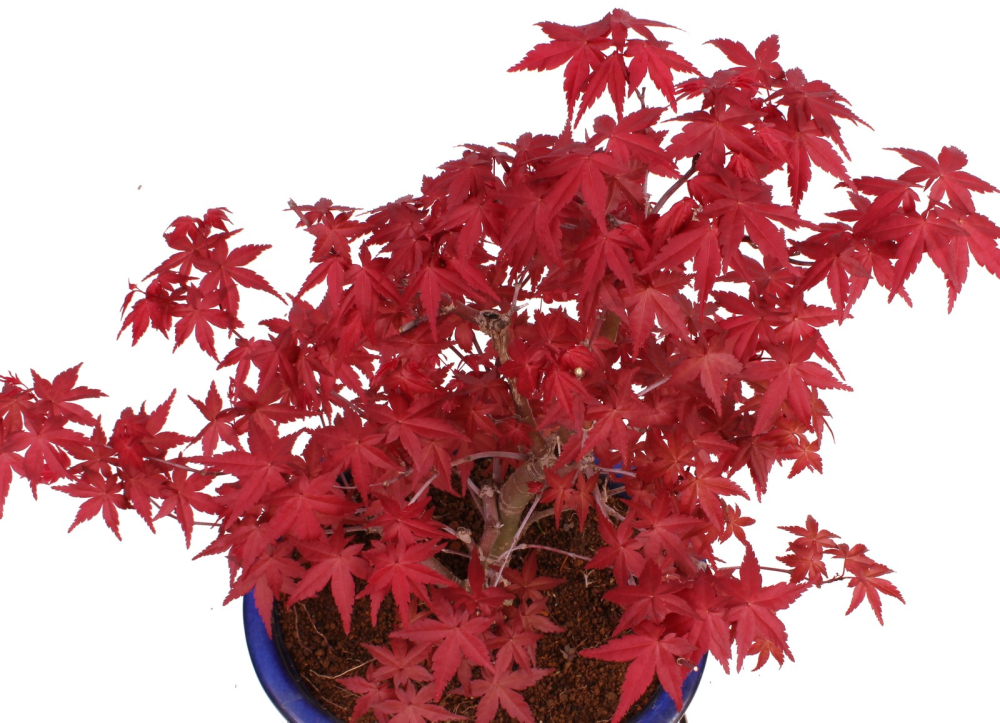 Bonsai - Acer palmatum Deshojo - roter Fächerahorn 229/81
