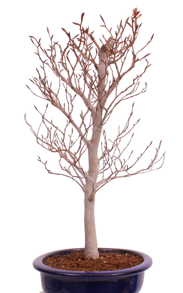 Bonsai - Fagus crenata, Japanische Kerbbuche  aus Japan 229/82