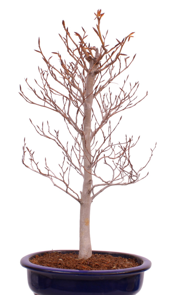 Bonsai - Fagus crenata, Japanische Kerbbuche  aus Japan 229/82