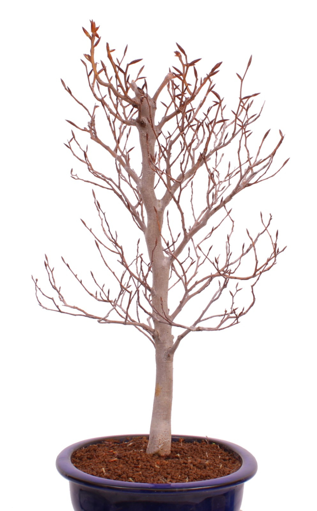 Bonsai - Fagus crenata, Japanische Kerbbuche  aus Japan 229/82