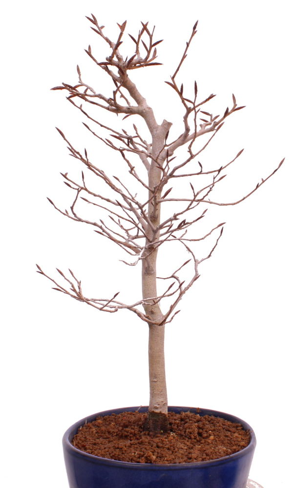 Bonsai - Fagus crenata, Japanische Kerbbuche  aus Japan 229/83