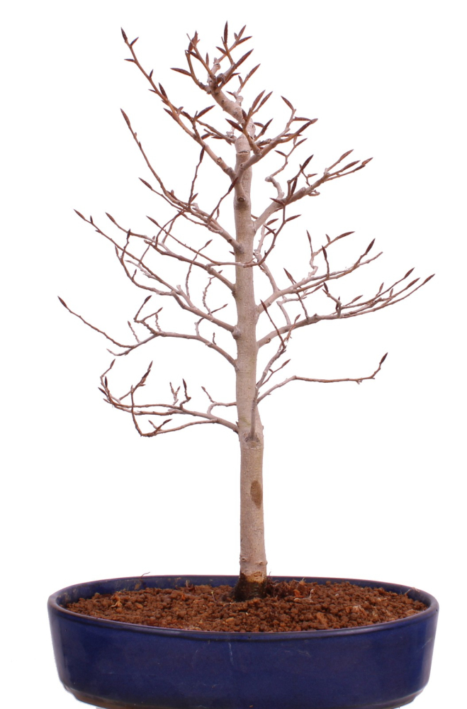 Bonsai - Fagus crenata, Japanische Kerbbuche  aus Japan 229/83