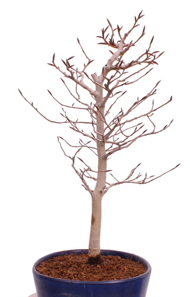 Bonsai - Fagus crenata, Japanische Kerbbuche  aus Japan 229/83