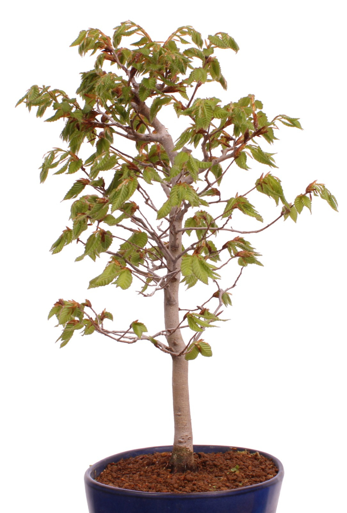 Bonsai - Fagus crenata, Japanische Kerbbuche  aus Japan 229/83