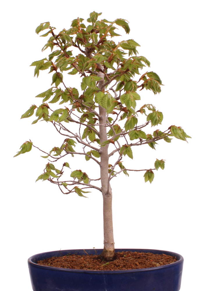 Bonsai - Fagus crenata, Japanische Kerbbuche  aus Japan 229/83