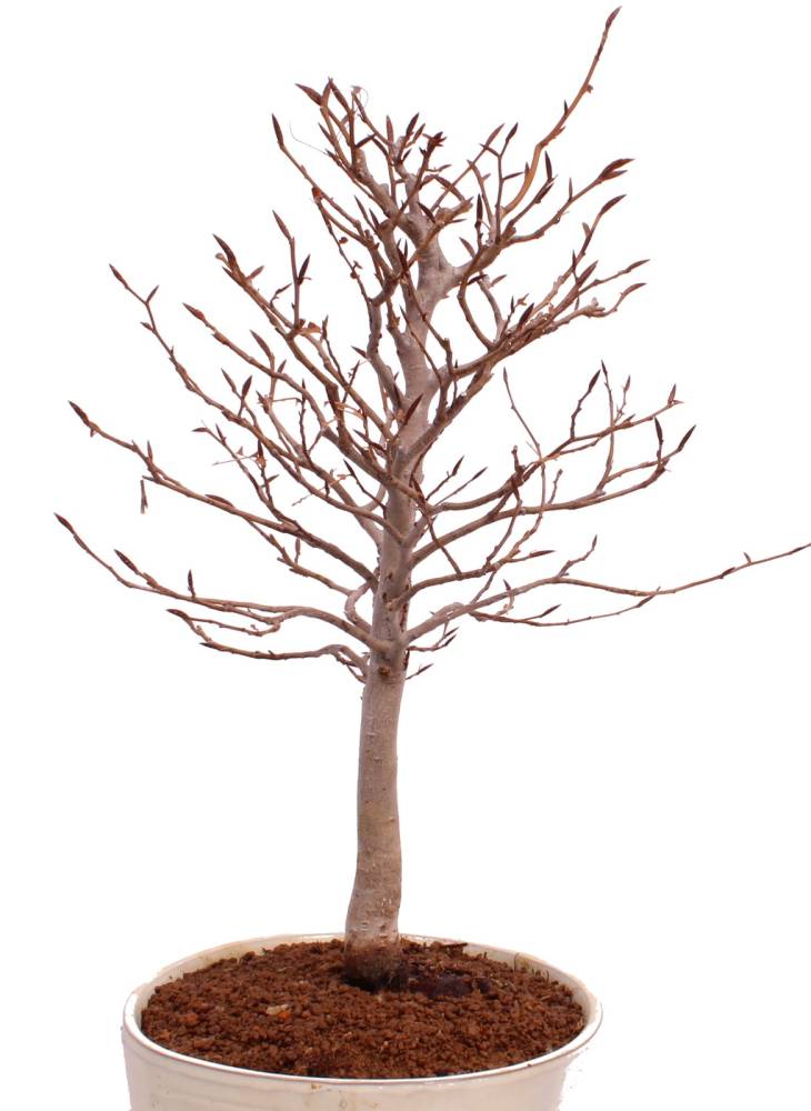 Bonsai - Fagus crenata, Japanische Kerbbuche  aus Japan 229/85