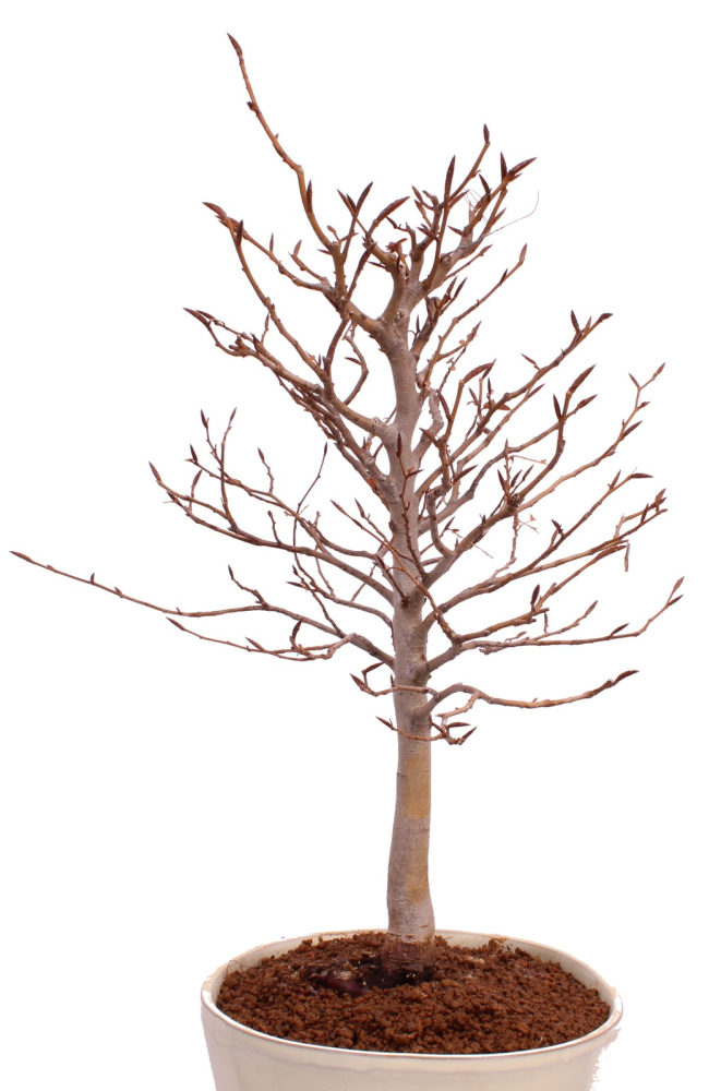 Bonsai - Fagus crenata, Japanische Kerbbuche  aus Japan 229/85