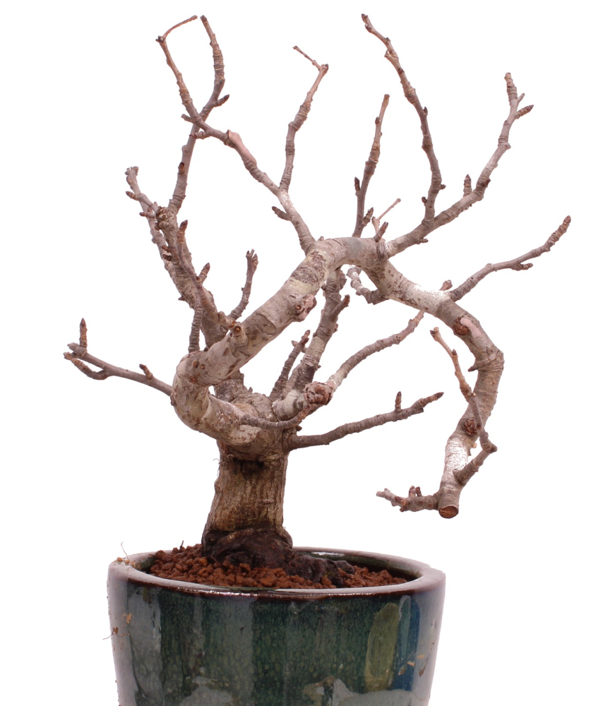 Bonsai - Pourthiaea villosa - Warzige Glanzmispel Shohin aus Japan 229/86