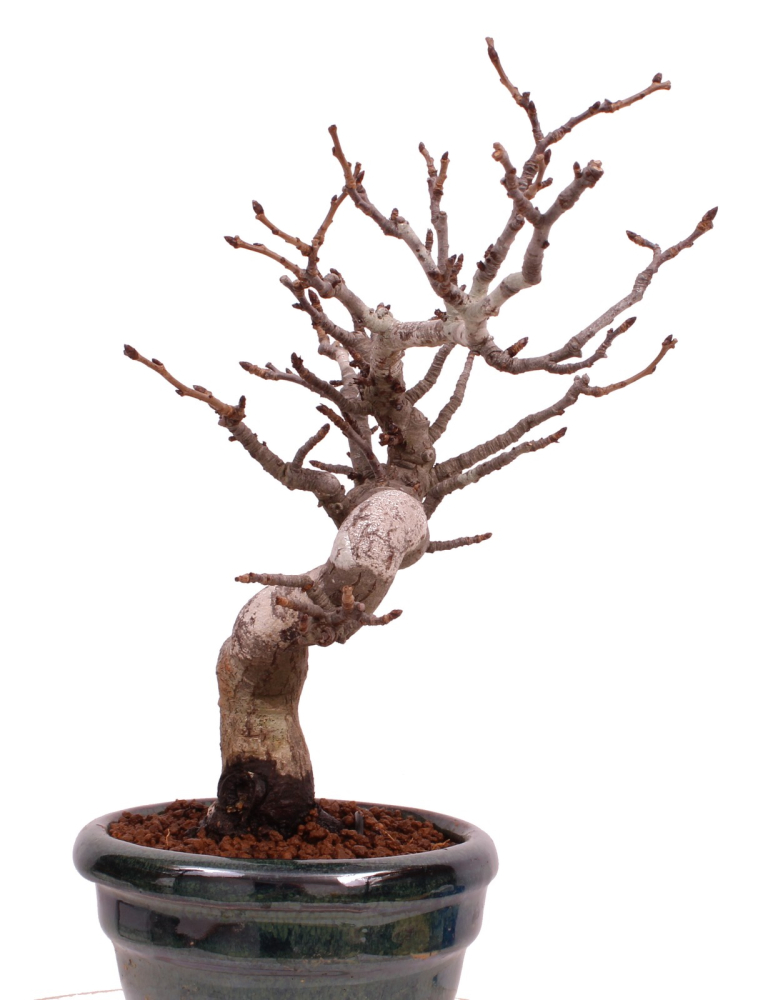 Bonsai - Pourthiaea villosa - Warzige Glanzmispel Shohin aus Japan 229/87