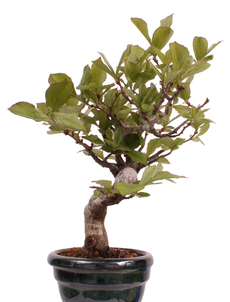Bonsai - Pourthiaea villosa - Warzige Glanzmispel Shohin aus Japan 229/87