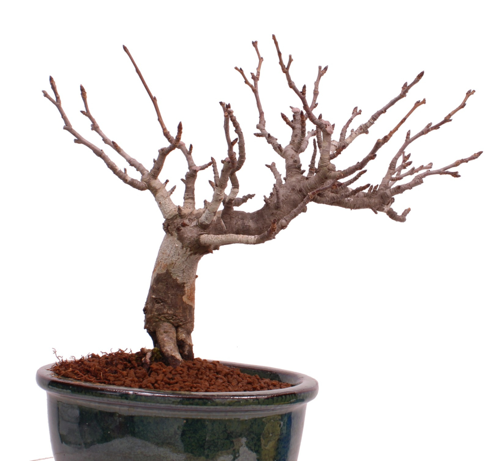 Bonsai - Pourthiaea villosa - Warzige Glanzmispel Shohin aus Japan 229/88