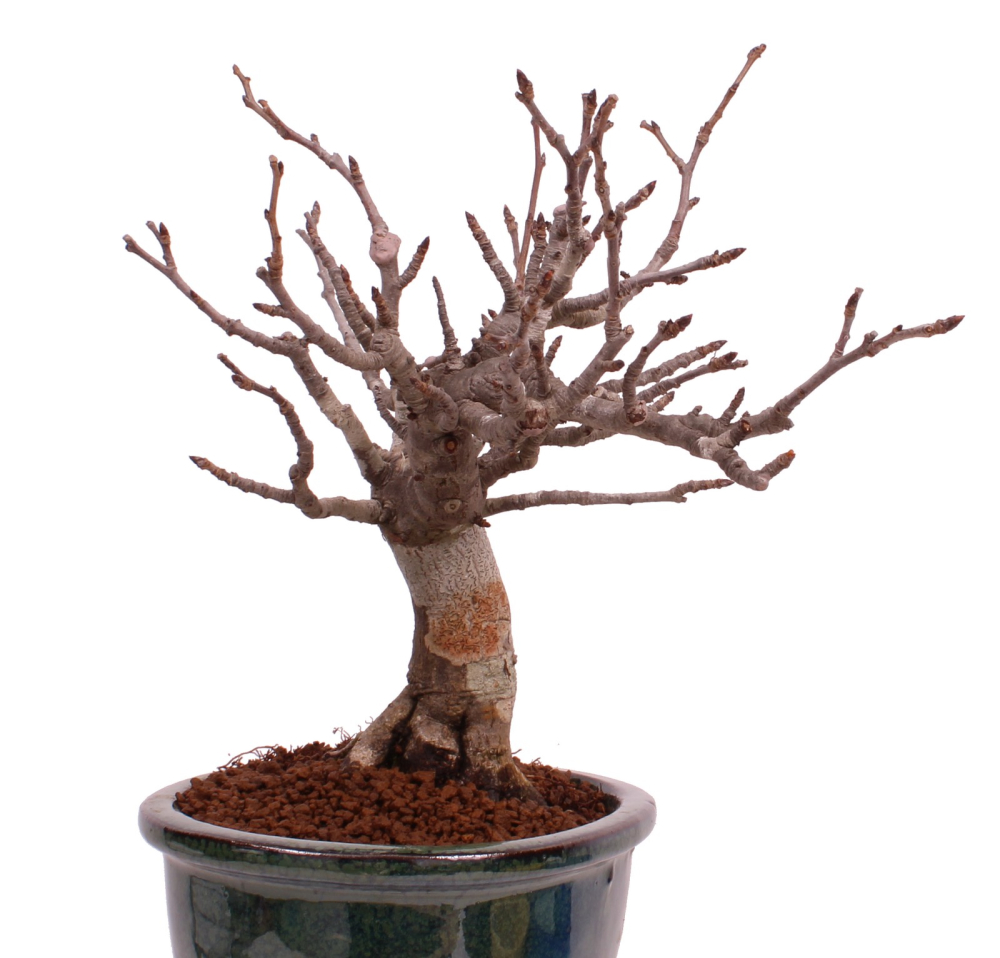 Bonsai - Pourthiaea villosa - Warzige Glanzmispel Shohin aus Japan 229/88