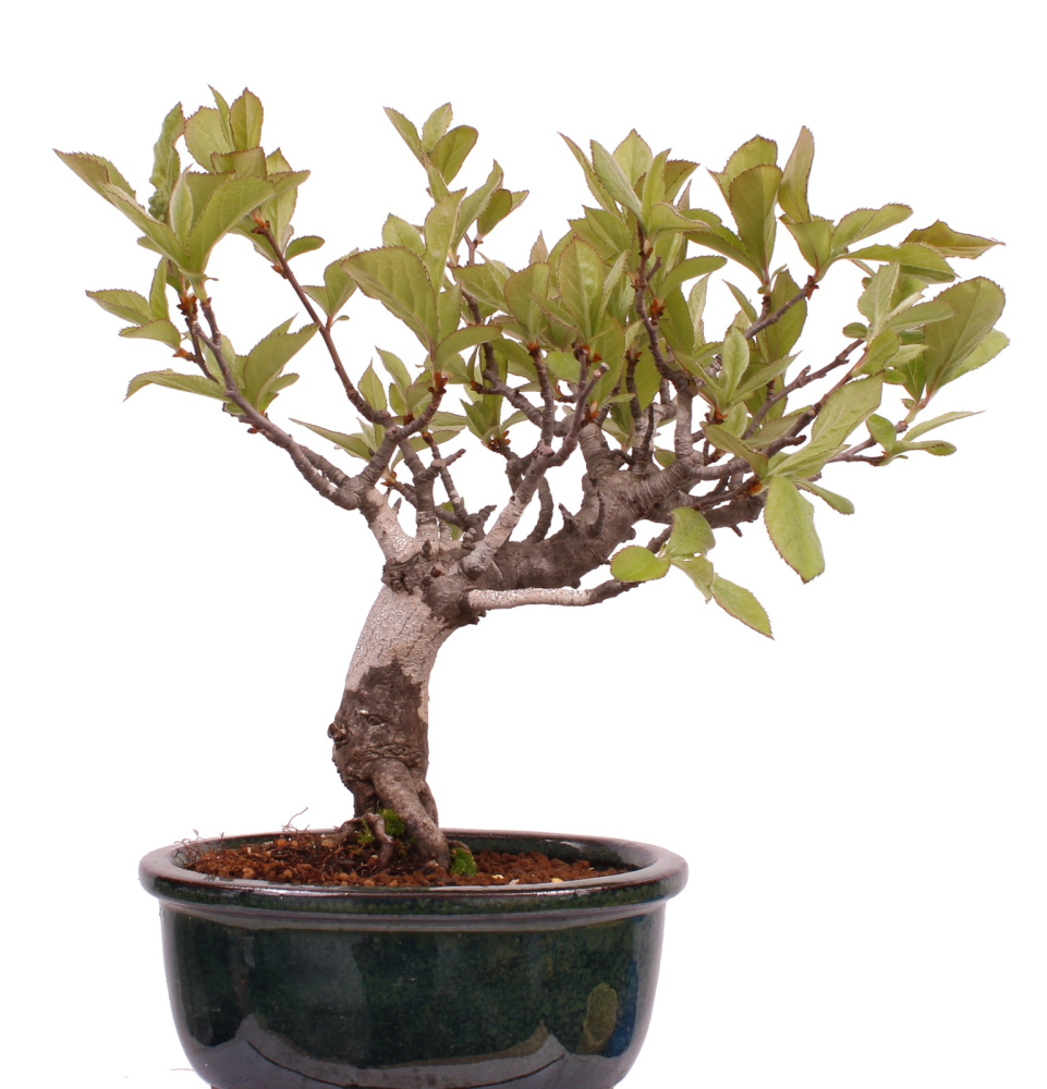 Bonsai - Pourthiaea villosa - Warzige Glanzmispel Shohin aus Japan 229/88