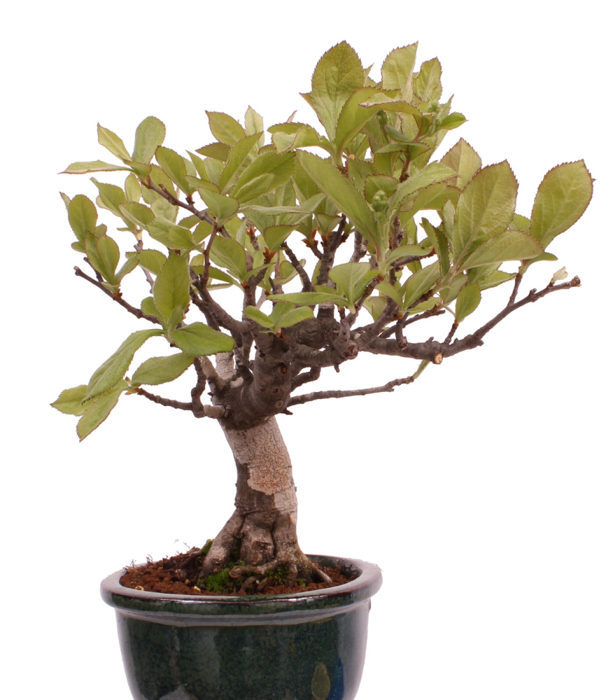 Bonsai - Pourthiaea villosa - Warzige Glanzmispel Shohin aus Japan 229/88